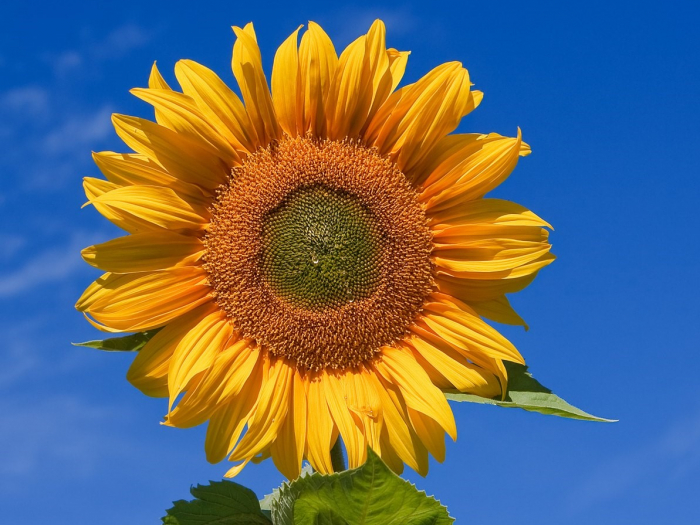 1200px-Sunflower_sky_backdrop cropped