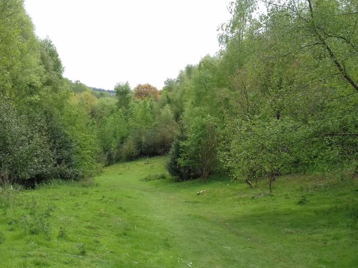 20170430_132254 Woodhouse Hill new woodland