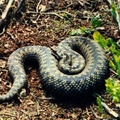 Adder at Bickerton Hill