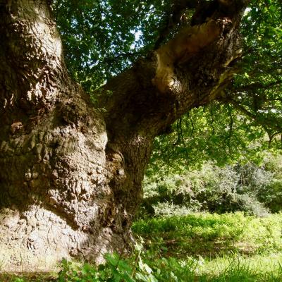 Ancient oak tree (2)