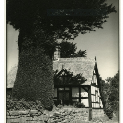 Ancient Yew Tree Peckforton Village