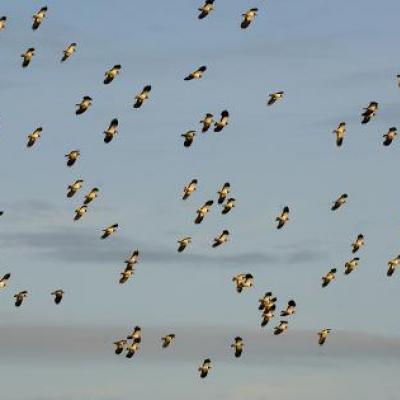 andrew-parkinson-flock-of-lapwing-vanellus-vanellus-in-flight-turning-together-in-evening-light-norfolk-uk