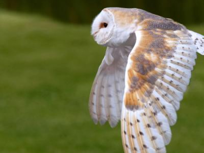 Barn owl