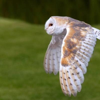 Barn owl