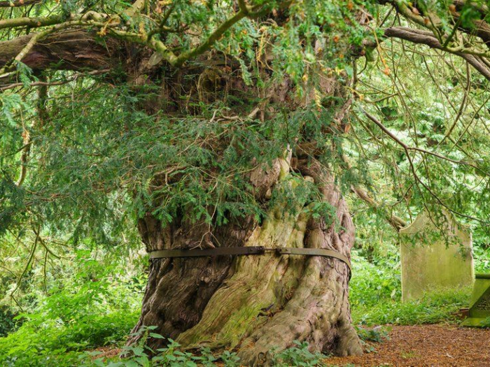 Beltingham Yew