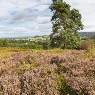 bickerton hill