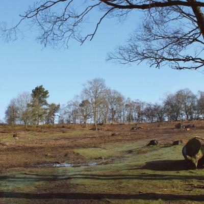 Bickerton Hill - before restoration