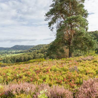 Bickerton Hill in August 18