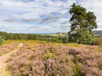 Bickerton Hill in August 23