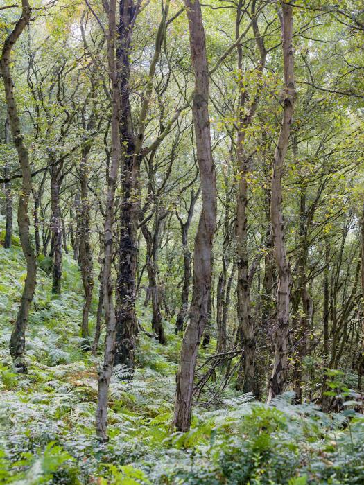 Bickerton Hill in August 38