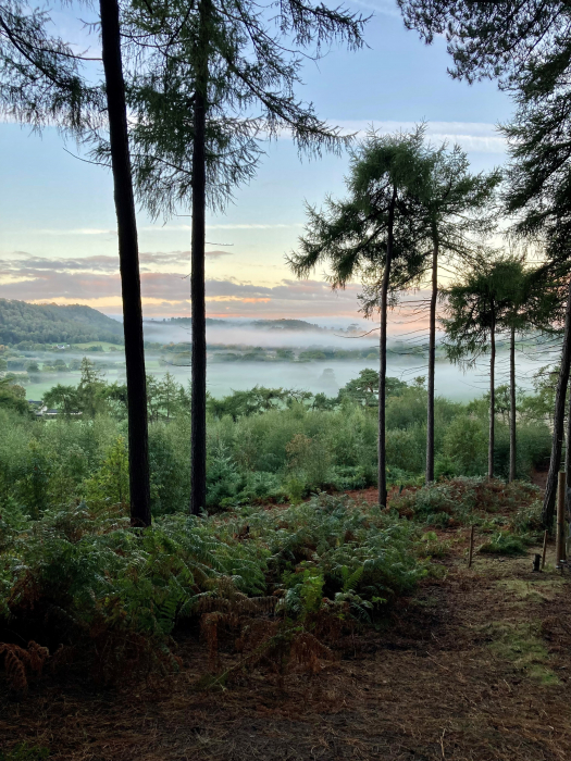 bickerton in mist