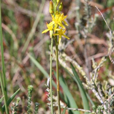 Bog Asphodel