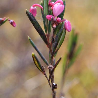 Bog Rosemary