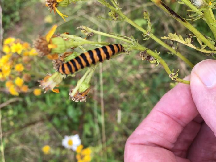 Caterpillar