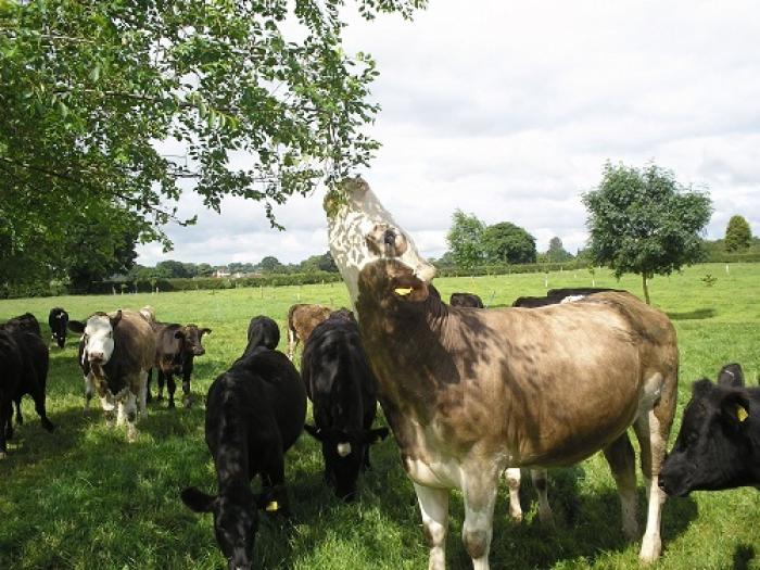 cattle-browsing-elms