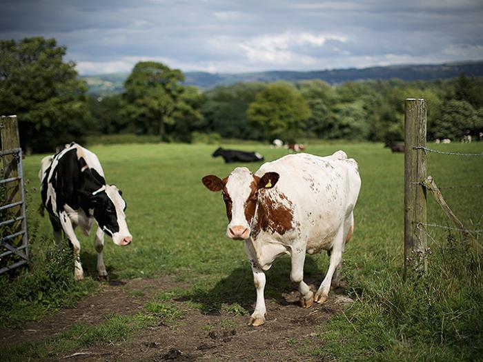 cheshire-dairy-farm