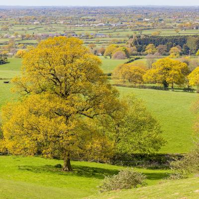 Cheshire Plain from Burwardsley