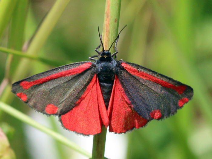 cinnabar_moth_tyria_jacobaeae-s