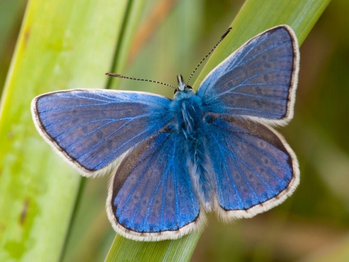 common blue