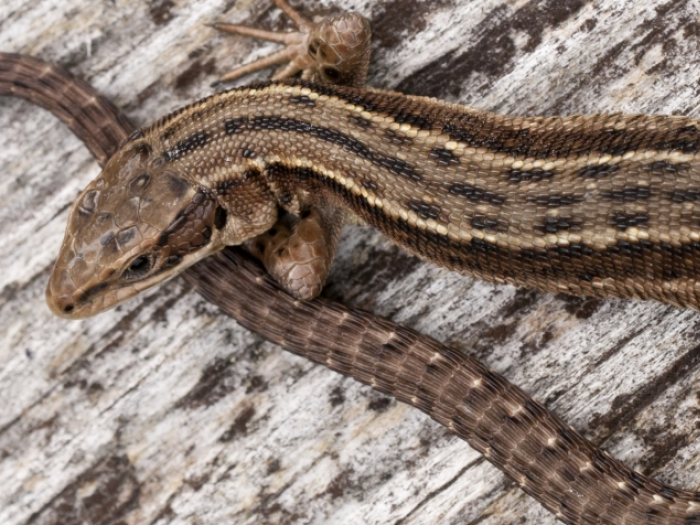 Common Lizard