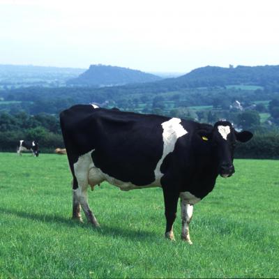 Cow at Burwardsley 1