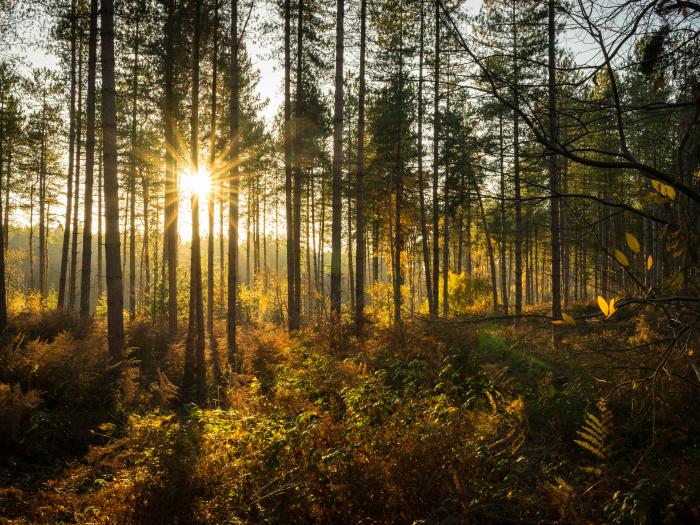 Delamere Forest