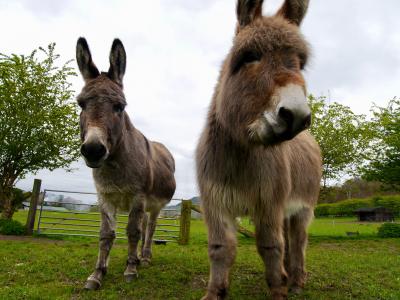 Donkeys at Brown Knowl
