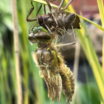 dragonfly 1 copy