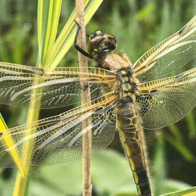 dragonfly 7