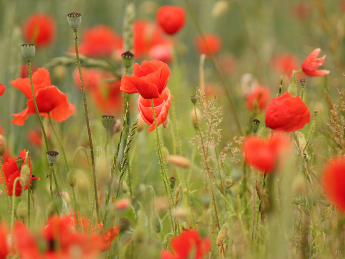 england-poppy-bloom