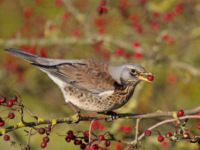 fieldfare