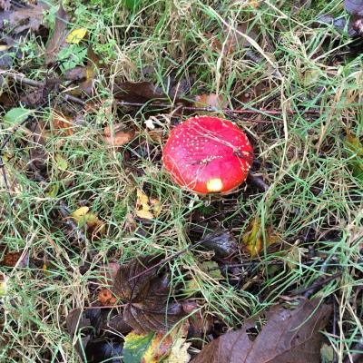 fly agaruc