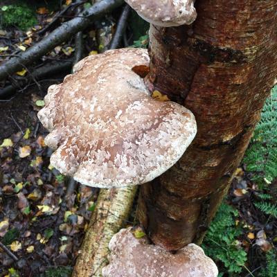 fungi on tree