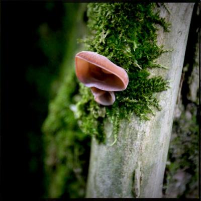 Jews-ear