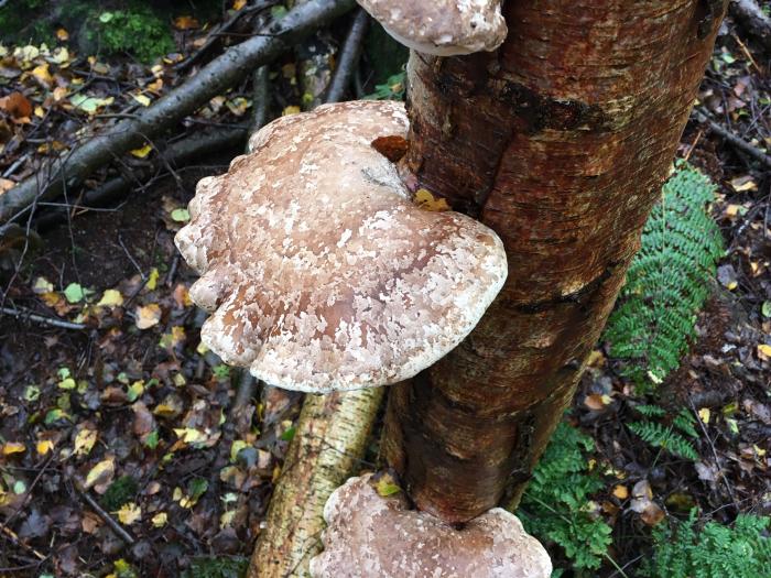 fungi on tree