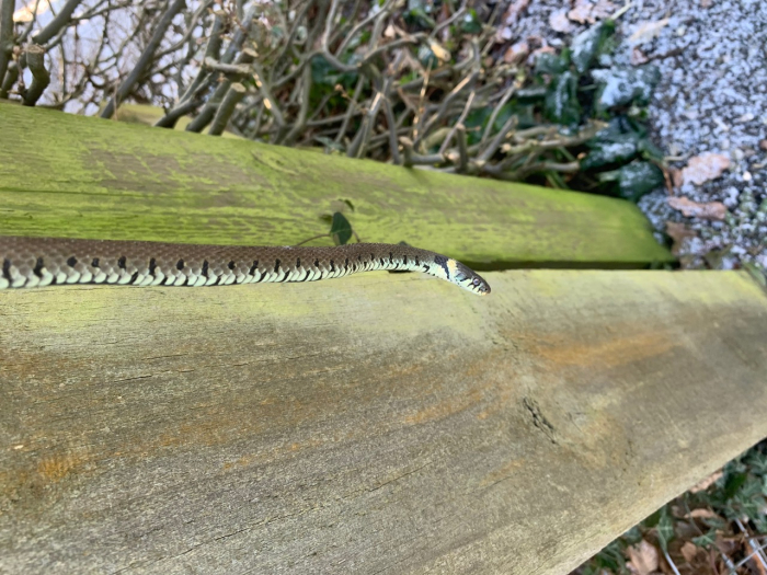 Grass snake 2 - Copy