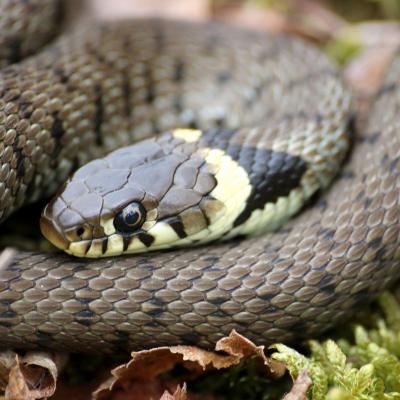 Grass Snake - Chris Gilbert (Great Blakmere)