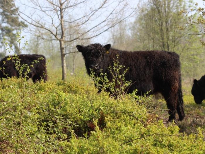 Grazing cow