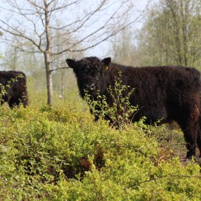 Grazing cow