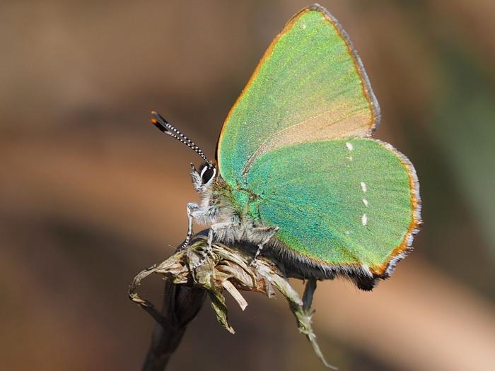 Flaxmere green hairstreak  Natalie Webb