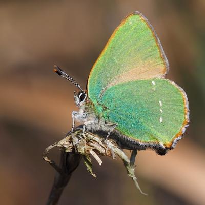 Flaxmere green hairstreak  Natalie Webb