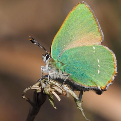 green-hairstreak-butterfly-m229555-1-M479933