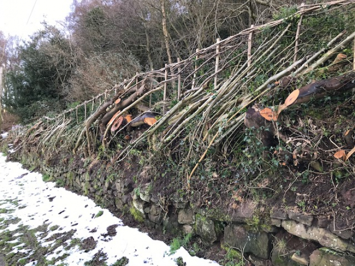 Hedge-laying