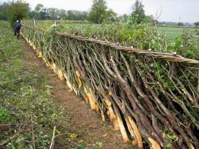 hedge-laying-courtesy-of-dave-bull