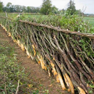 hedge-laying-courtesy-of-dave-bull-M440606