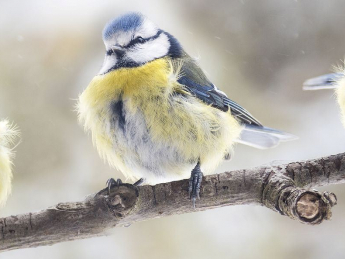 hero_blue-tits-on-branch_istock-925264080