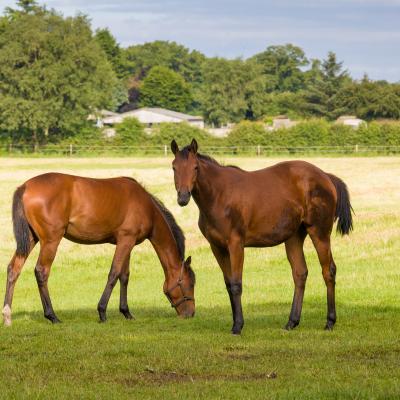 Horses near Harthill