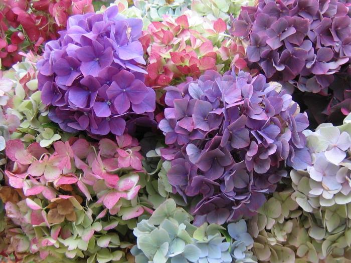 hydrangeas 3