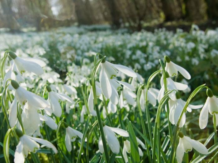 landscape-1484040186-snowdrops