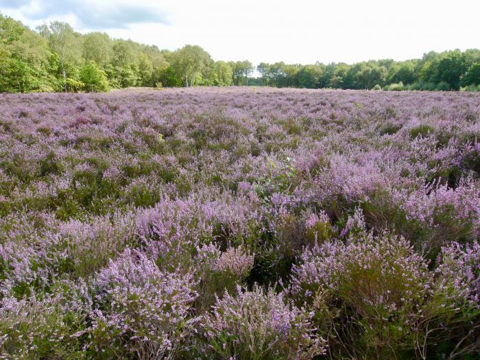 Little Budworth Country Park